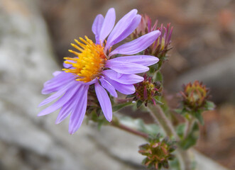 Closeup Blue Alpine Daisy Wild Flower