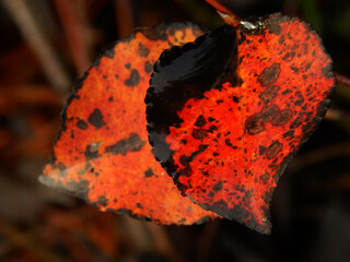 Black and Orange Leaves in Fall Season