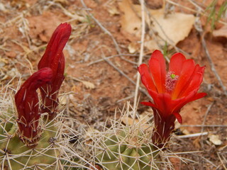 Blooming Red Cactus Desert Flowers