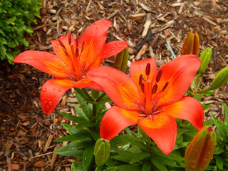 Red Lilly flower blooming