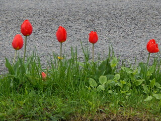 Red tulips flower next to Stonewall