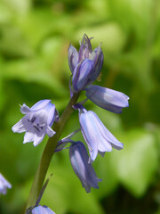 Single stem blooming scilla Hispanic Spanish bluebells