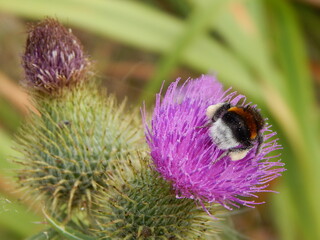Spear Bull Thistle Weed Flower
