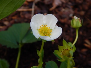 Strawberry Flower Fruit Blossom in Summer