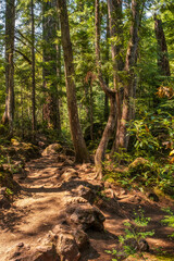 Forest trail 