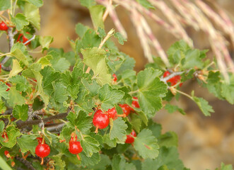 Summer Fruit Wild Red Berry