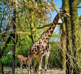 Giraffes eating leaves from trees