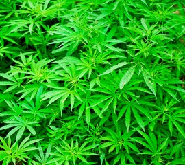 Marijuana weed pot plants