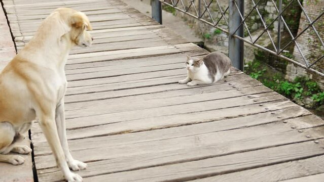 cat hisses at dog on bridge. concept of relationship between cats and dogs.