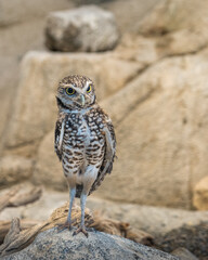 Burrowing Owl 