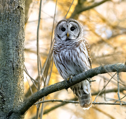 The barred owl, also known as the northern barred owl, striped owl or, more informally, hoot owl. Barred Owls are large, stocky owls with rounded heads, no ear tufts, and medium length, rounded tails.