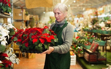 Mature woman plant shop worker in uniform carrying box with red poinsettia sprouts.