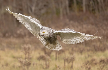 The snowy owl, also known as the Polar, and the Arctic owl it is a large, white bird.  Females or immatures are white with dark throughout except the face which is always white. Female owl in flight.