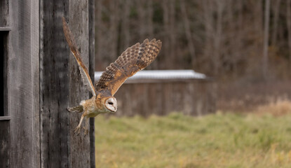 Beautiful adult Barn Owl in flight flying out of an old wooden barn window.  These birds of prey have a whitish face, chest, and belly, and buffy upperparts, they roosts in hidden, places, nocturnal. 