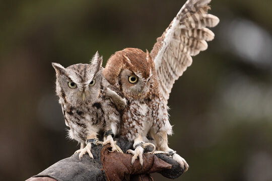 Two adult cute little Eastern Screech owls are perched on a trainers leather glove.  The pair are tied with jesses to secure the bird. Color range from gray to bright rufous and reddish brown, morph.