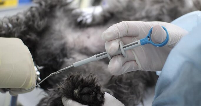 An assistant presses the plunger of an endoscopic forceps during a cystoscopy on a dog. In the operating room, a veterinary surgeon performs bladder cystoscopy on a dog with urolithiasis.