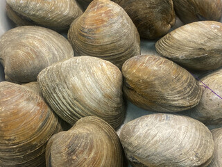 close up of clams, common hard clam, shellfish background - obrazy, fototapety, plakaty