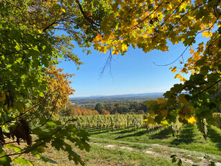 vineyard in autumn