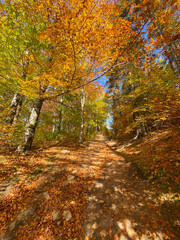 autumn in the forest