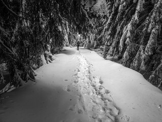 path in the snow