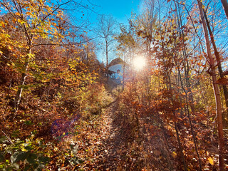 autumn in the forest