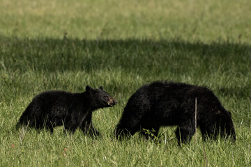 Black Bear Cub Chews Behind Mom