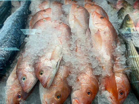 Beryx spendens on ice in fish supermarket, alfonsin longfinned beryx, red bream or imperador, head of fish at the supermarket