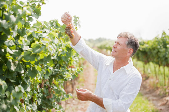 Wine Maker Examining Grapes