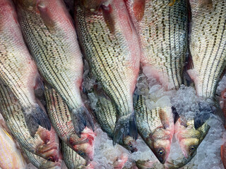 Close-up raw fresh snapper on ice in the supermarket