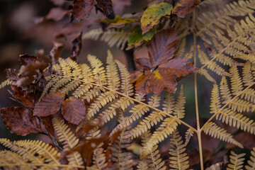 Herbst Farn