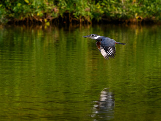 Ringed Kingfisher flying over river with green water in Pantanal, Brazil
