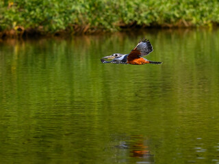 Ringed Kingfisher flying over river with green water in Pantanal, Brazil