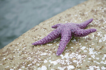Starfish on the Beach, Vancouver, BC, Canada