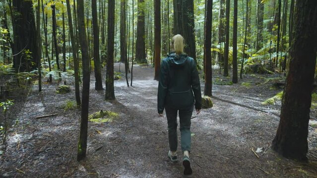 Blond woman walking through a quiet redwood forest