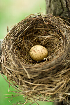 Egg in Nest