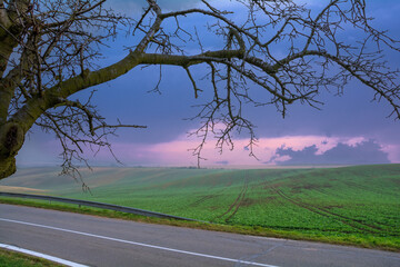 Rural landscape with a green field, a bare tree, an asphalt road and a picturesque sky - 555759798
