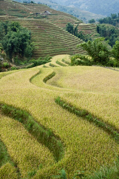 Rice Fields, Sa Pa, Lao Cai Province, Vietnam