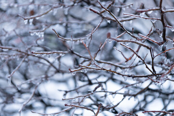 winter nature with icy plant. winter icy nature. beauty of winter nature. icy twigs outside.