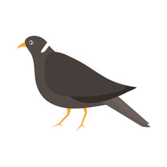 pigeon bird animal