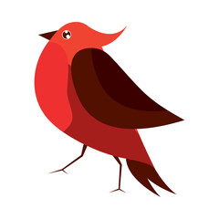 bird cardinal red