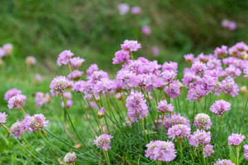 Close up of thrift (armeria maritima) flowers in bloom