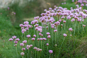 Close up of thrift (armeria maritima) flowers in bloom