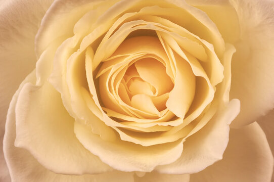 Close-Up of White Rose