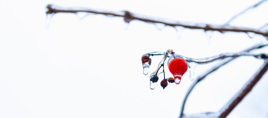 macro of beauty of winter nature with copy space. red frozen berries outside. winter nature