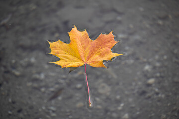 Ahornblatt im Wasser 