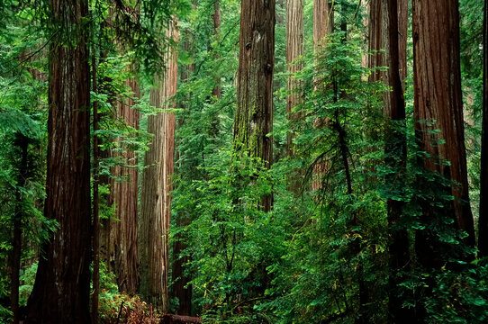 Trees and Foliage in Humboldt Redwoods State Park California, USA