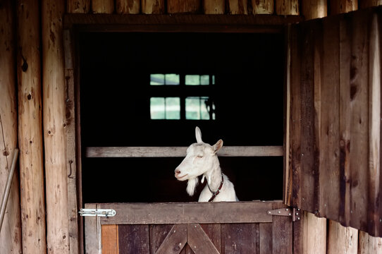 Goat in Window