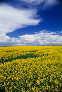 Canola Field Manitoba, Canada
