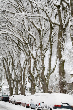 Street Scene, Point Grey, Vancouver, British Columbia, Canada