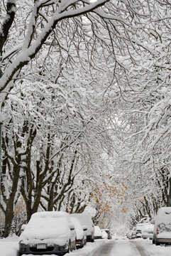 Street Scene, Point Grey, Vancouver, British Columbia, Canada